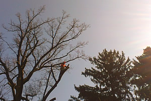 Višinsko obžagovanje, podiranje dreves z vrvno tehniko